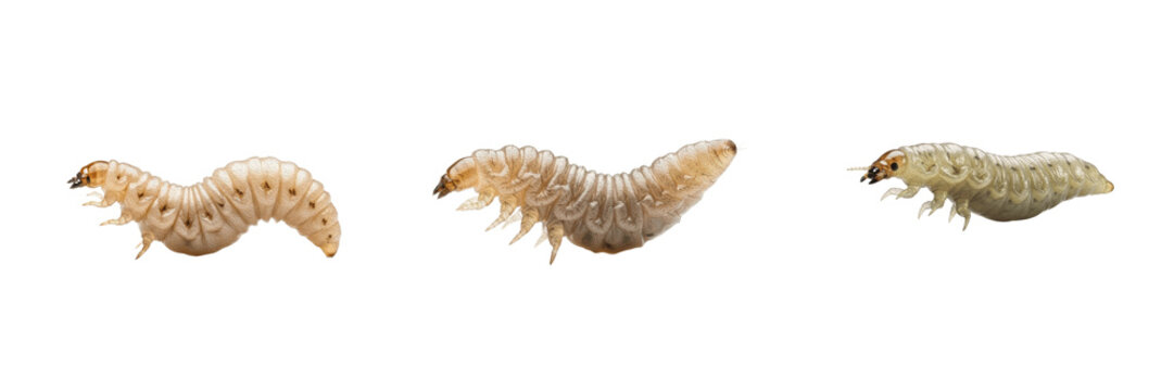 Maggot crawling pose, Musca domestica, forward vermiform propulsion, Muscidae family, anterior mouth hooks leverage action, fly larva substrate transit orientation, sanitation tracking index