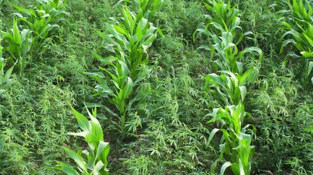 View of young corn plants growing in rows within a lush agricultural field under bright daylight in Nepal.