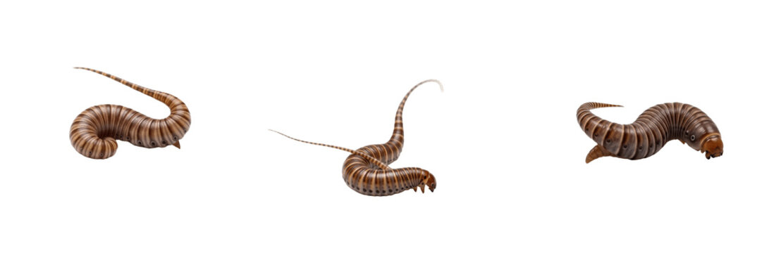 Whipworm, Trichuris suis, elongated anterior whip profile, Trichuridae family, swine cecal nematode parasite, trichuriasis disease agent, veterinary gastroenterology internal parasite diagnosis