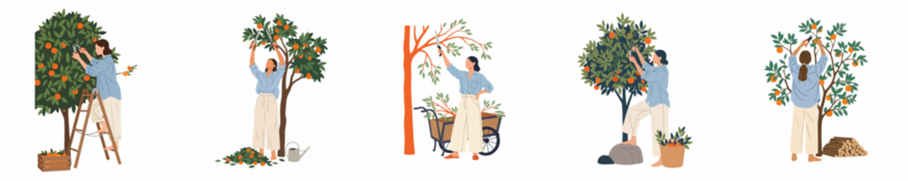 Collection of flat illustrations of a woman gardening, pruning orange trees, and harvesting citrus fruit in an orchard against a white background.