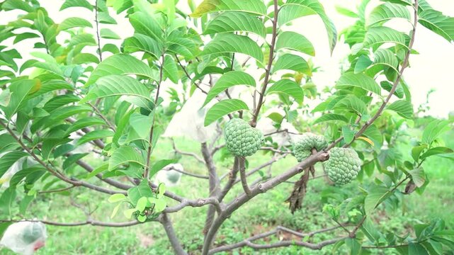 Green natural fruits. Custard apple, Fruit on the tree.
