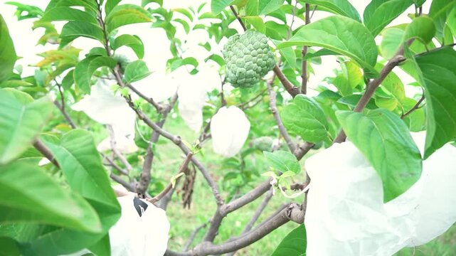 Green natural fruits. Custard apple, Fruit on the tree.