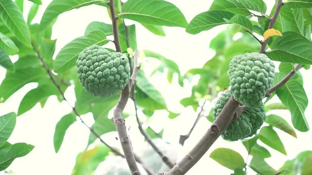 Green natural fruits. Custard apple, Fruit on the tree.