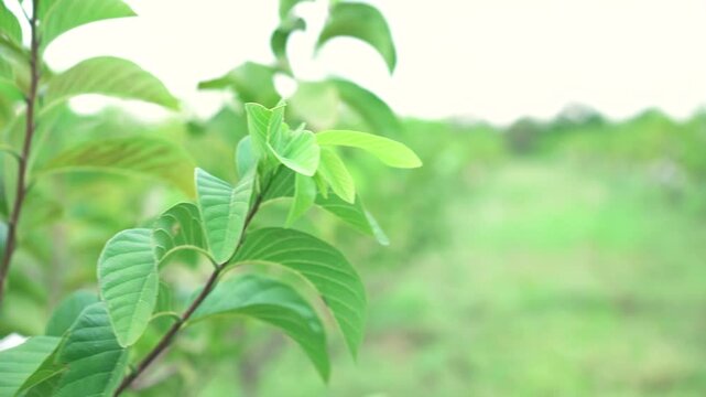 Green natural fruits. Custard apple, Fruit on the tree.