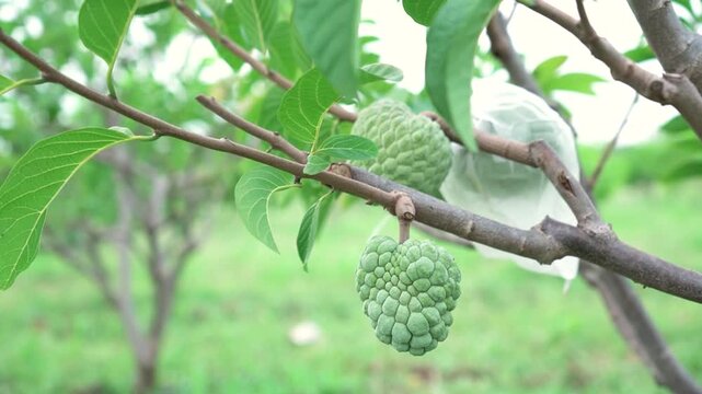 Green natural fruits. Custard apple, Fruit on the tree.