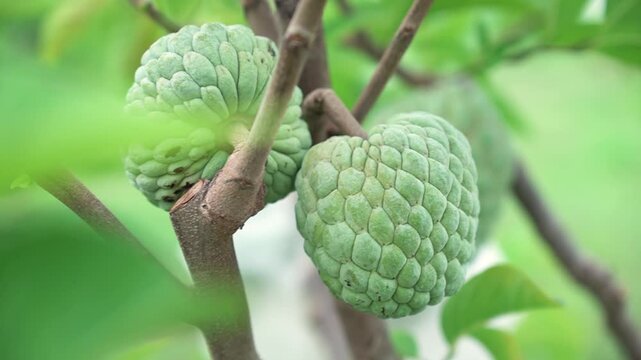 Green natural fruits. Custard apple, Fruit on the tree.