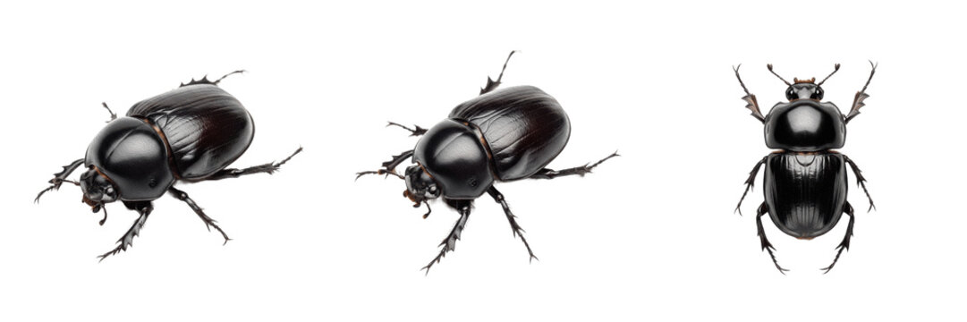 Dung beetle top view, Copris lunaris, dorsal perspective symmetry pattern, Scarabaeidae family, horned scarab shield, elytra striae grooves alignment, pronotal indentation layout framing