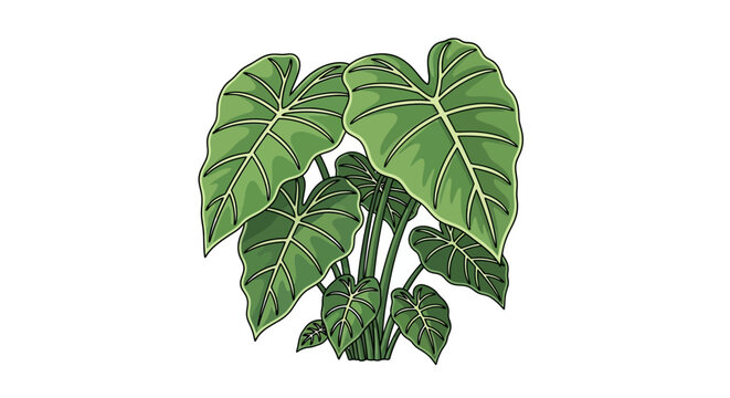 Elephant Ear Plant" Images  Browse 14,346 Stock Photos, Vectors, and Video  | Adobe Stock