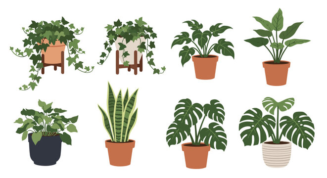 Selection of popular indoor house plants in various decorative pots including monstera, snake plant, and ivy for interior design inspiration.