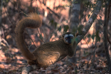Fototapeta premium Red-Fronted Lemur posing in the forests of Madagascar 