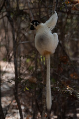 Fototapeta premium Sifaka Lemur preparing to jump, Madagascar