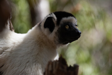 Fototapeta premium Sifaka Lemur observing the surrounding forest in Madagascar 