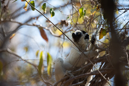 Sifaka Lemur Looking towards the Light
