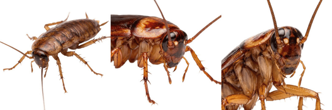 Cockroach extreme close-up, Blattella germanica, tarsal pulvillus adhesive pad, Ectobiidae family, terminal claws surface grip structure, micro arolium cushion magnification layout