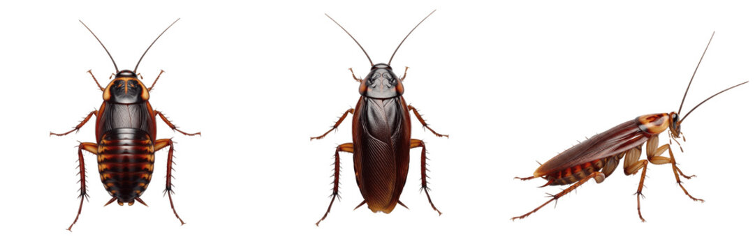 Cockroach realistic, Periplaneta americana, american cockroach natural resting posture, Blattidae family, uncompressed chitin coloration texture, tactile tracking stance, feed storage habitat