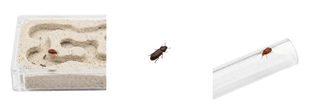 Ant farm pest, Solenopsis invicta, red imported fire ant worker profile, Formicidae family, agricultural livestock hazard, stinging venomous hymenopteran insect, colony worker caste