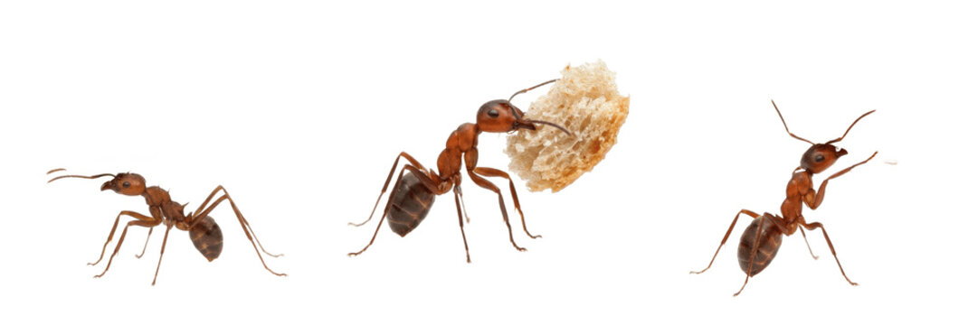 Ant carrying pose, Formica rufa, wood ant resource transportation stance, Formicidae family, mandible grip leverage action, vegetation forage item transport, pine needle nest building