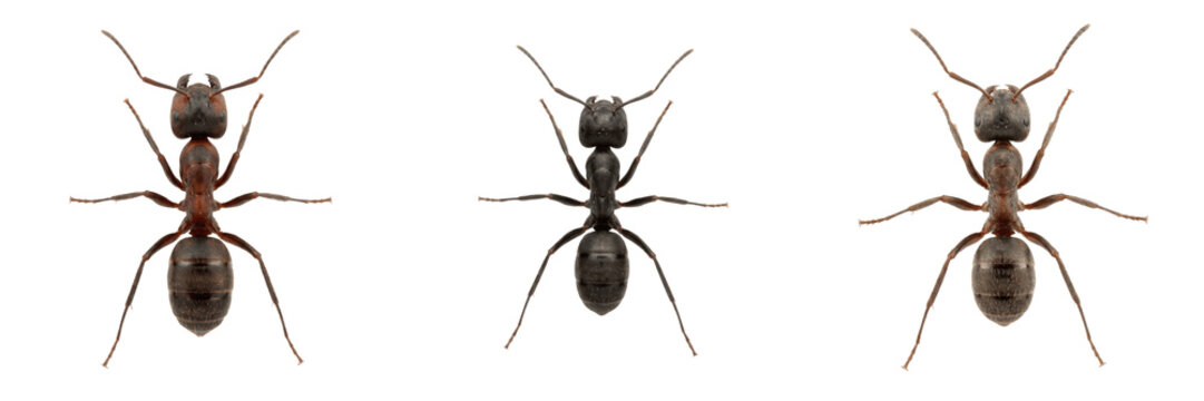 Ant top view, Lasius fuliginosus, jet black ant dorsal perspective, Formicidae family, head thorax gaster alignment symmetry, leg span positioning, antennae layout framing index