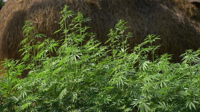 View of green cannabis plants growing in front of a large haystack in a rural field Nepal.