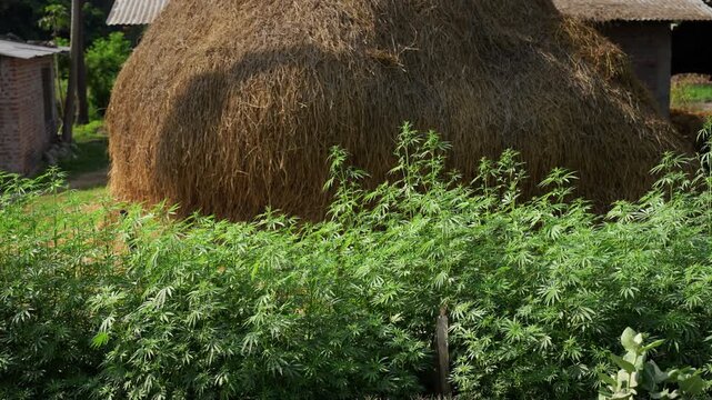 View of a large haystack surrounded by green plants and simple rural buildings in a village setting Nepal.