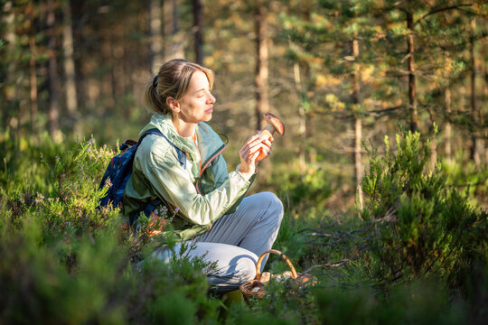 Smiling woman mushroomer forager found fresh edible boletus mushrooms in autumn pine forest, happy female hiker on traditional fall porcini harvest in wild woods, autumn hobby and leisure activity.