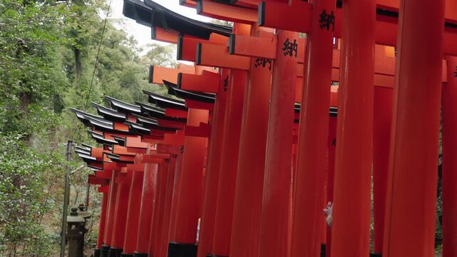 Side perspective of dense red torii gate columns with black kanji receding through forest at Fushimi Inari Kyoto