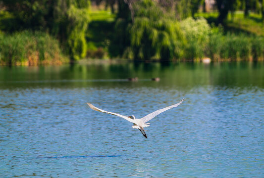 Garza volando