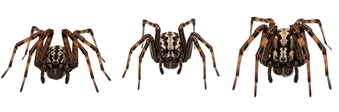 Spider extreme close-up, Lycosa aspersa, pedipalp tarsus segment claws, Lycosidae family, chelicerae fang tip venom duct opening magnification, cuticular hair texture stacking