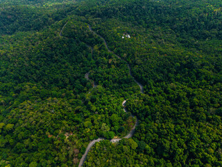 Fototapeta premium Winding road cutting through dense green forest canopy