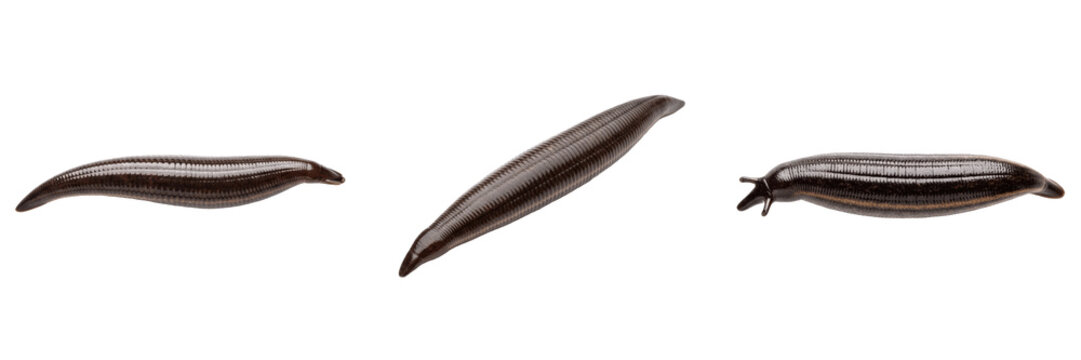 Leech elongated, Macrobdella decora, extended linear swimming posture, Hirudinidae family, american medicinal leech specimen, body longitudinal muscle extension alignment, water transit