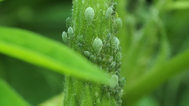 Infestation of lupin aphids on lupin flower head