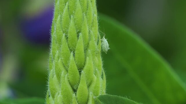 Large lupin aphids climbing up the flower spike in spring.