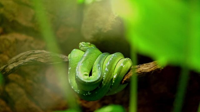 Vivid green tree snake in a terrarium curled up on a branch at the Berlin zoo