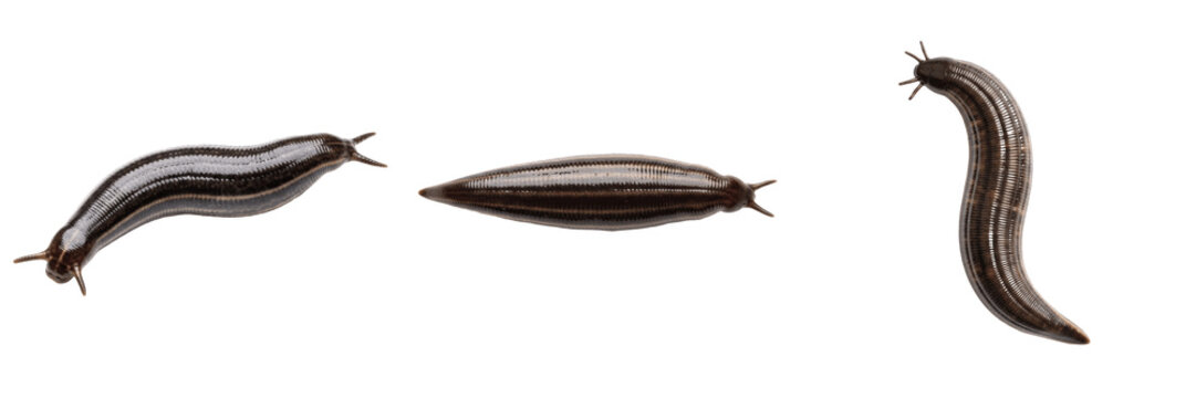 Leech single specimen centered, Hirudo medicinalis, mid-body transverse cross segment focus, Hirudinidae family, complete anatomical worm contour presentation layout, diagnostic catalog index