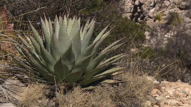 Close-up Of Agave Palmeri Century Plant In Guadalupe Mountains National Park, Texas.