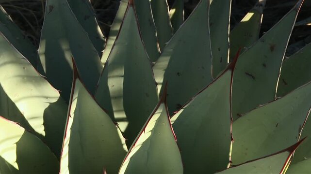 Agave Succulent In Guadalupe Mountains National Park, Texas. Close-up Shot