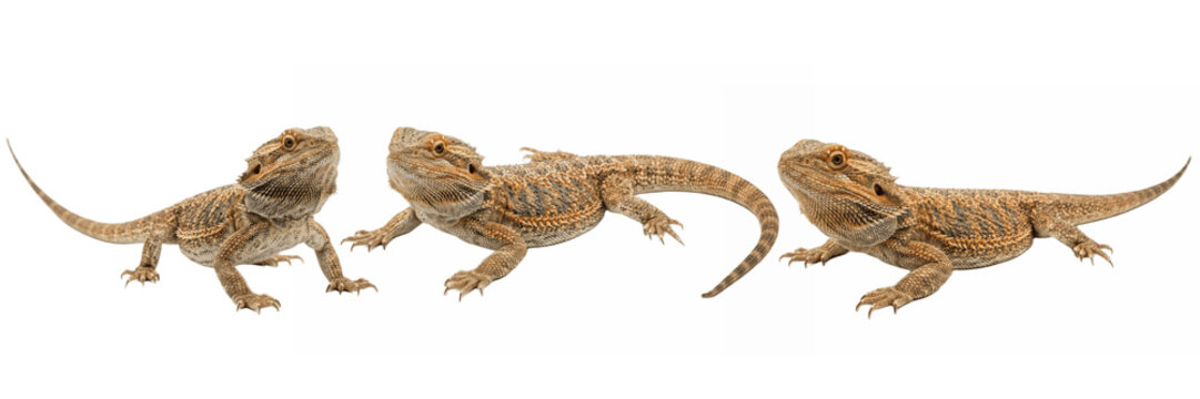 A Set of Three bearded dragon lizard PNG poses on white background, exotic reptile clipart strip for pet care guides, educational charts, posters and web graphics

