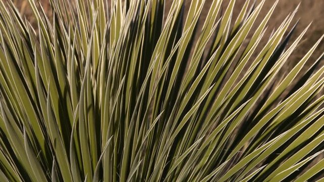 Close up of a sotol plant leaves swaying in Guadalupe Mountains National Park, Texas