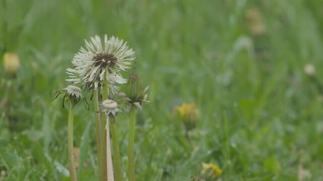 Close-up of dandelions showing different life stages: a white fluffy seed head, a green unopened bud, and a withered flower. Water droplets on green stems suggest recent rain or heavy dew. Soft ove...