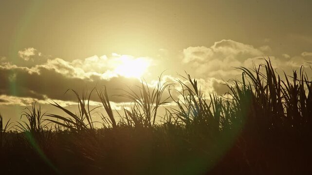 Clear skies post pre harvest sugar cane fires of NSW Australia