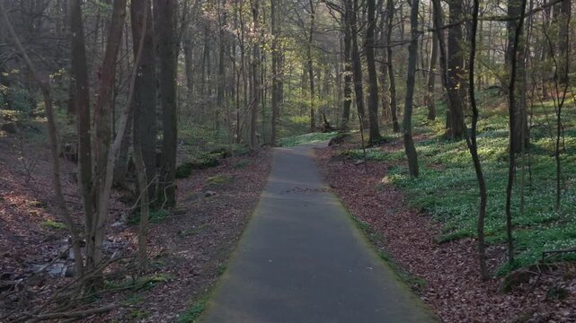 View of a paved path winding through the lush forest of Anggarden with tall trees and dappled sunlight in Gothenburg, Vastra Gotaland County, Sweden.
