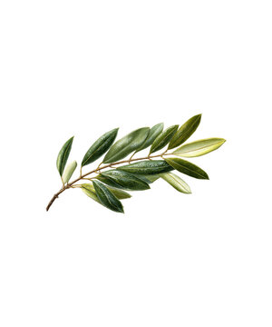 twig of rosemary