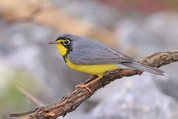 Fototapeta premium Canada Warbler perched on a branch in the forest