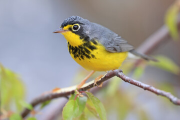 Fototapeta premium Canada Warbler perched on a branch in the forest