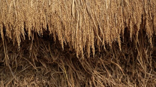 View of harvested rice stalks and dried paddy bundles stacked in a rural agricultural field in Patna, Bihar, India.