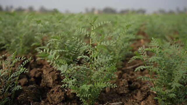 View of green chickpea plants growing in rows across a fertile agricultural field with brown soil under daylight in Patna, Bihar, India.