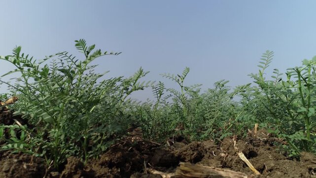 View of green chickpea plants growing in dark soil under a clear blue sky in Patna, Bihar, India.