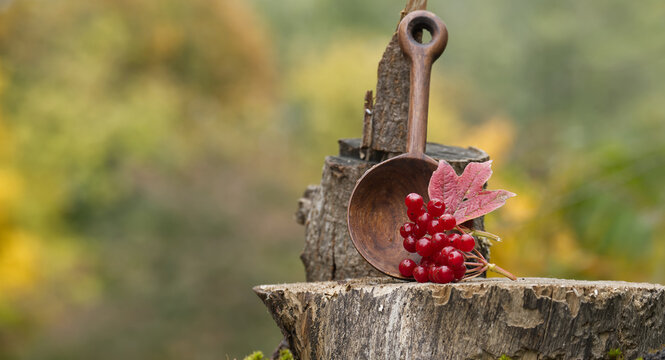 Viburnum opulus berries with a wooden spoon on a tree stump in nature