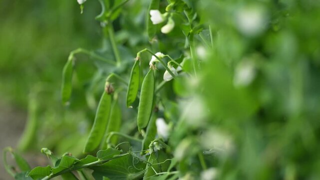 View of fresh green pea pods and white flowers growing on a vine in an agricultural field in Patna, Bihar, India.
