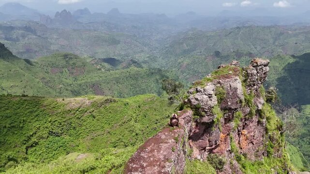 ETHIOPIA: High-angle view of an endemic Gelada monkey on a steep rock cliff edge in the Simien Mountains, capturing the vast panoramic background of deep valleys and jagged peaks.